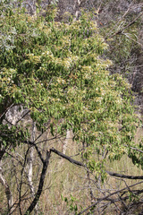 Clerodendrum floribundum