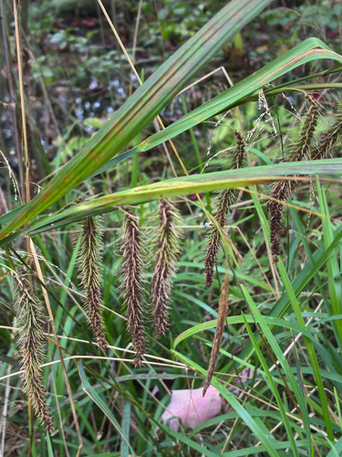 Carex crinita, 2026-09-28
