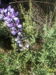 Lupinus longifolius