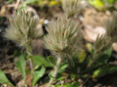 Ptilotus spathulatus