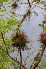 Tillandsia tricolor, photograph José Javier Barrios Flores, CC BY, iNaturalist via GBIF