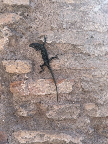 Common Wall Lizard