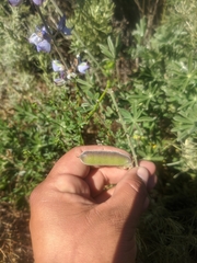Lupinus longifolius