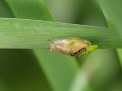 Succinea arundinetorum