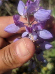Lupinus longifolius