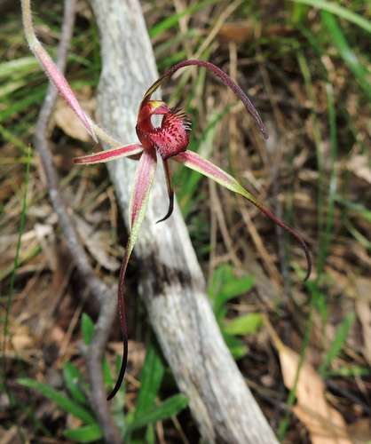 Image of Caladenia concolor by (c) Cathy Powers, some rights reserved (CC BY)
