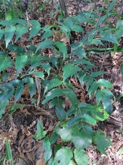 Berberis × hortensis