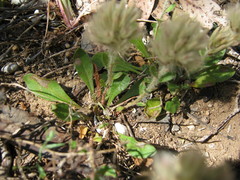 Ptilotus spathulatus