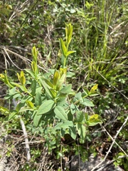 Hypericum nudiflorum
