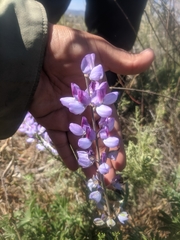 Lupinus longifolius