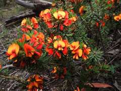Pultenaea humilis