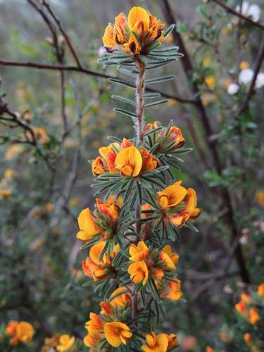 Image of Pultenaea daltonii by (c) Cathy Powers, some rights reserved (CC BY)