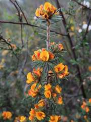 Pultenaea daltonii