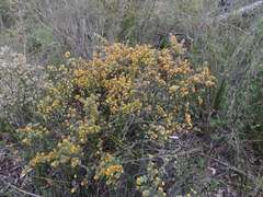 Pultenaea daltonii