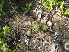 Ptilotus spathulatus