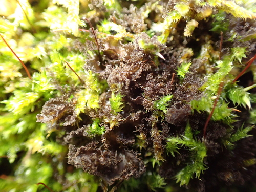 Scytinium pulvinatum observed 2026-09-26