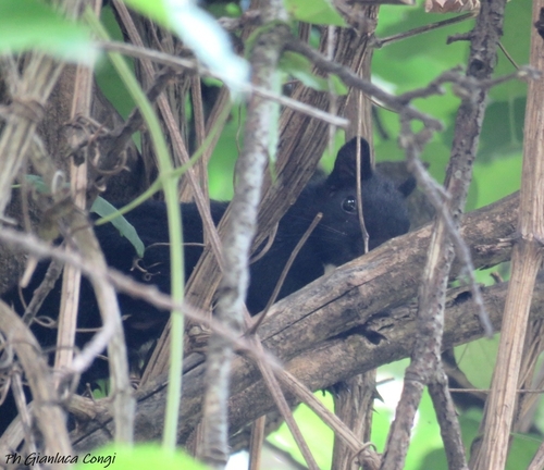 Calabrian Black Squirrel, 87055 San Giovanni in Fiore CS, Italia, photo 10 of 10