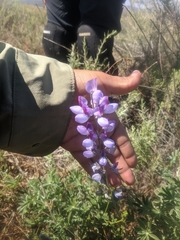 Lupinus longifolius