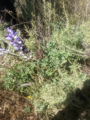 Lupinus longifolius