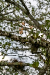 Trichocentrum cosymbephorum, photograph José Javier Barrios Flores, CC BY, iNaturalist via GBIF