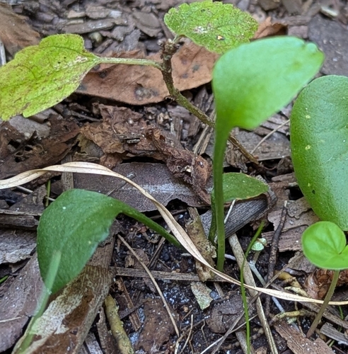 Ophioglossum petiolatum observed 2026-09-28