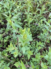 Hypericum nudiflorum
