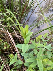 Hypericum nudiflorum