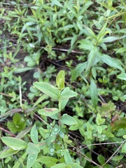 Hypericum nudiflorum