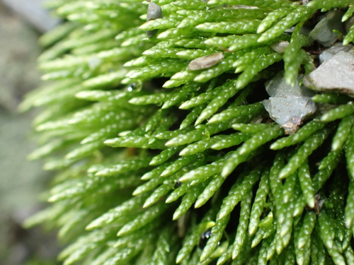 Anomobryum julaceum observed 2026-09-26