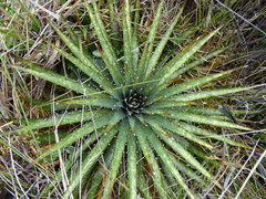 Puya hamata