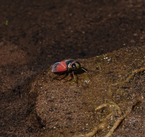 Notonecta lobata