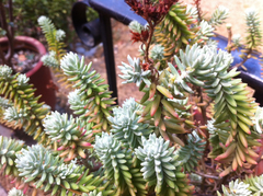 Sedum griseum
