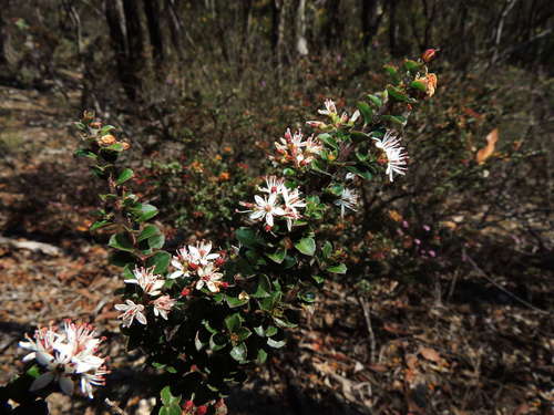 Image of Leionema lamprophyllum by (c) Cathy Powers, some rights reserved (CC BY)