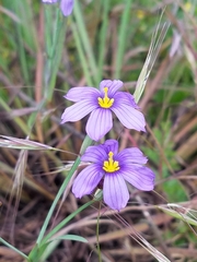 Sisyrinchium idahoense