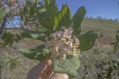Banisteriopsis latifolia