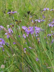 Sisyrinchium idahoense