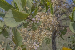 Banisteriopsis latifolia