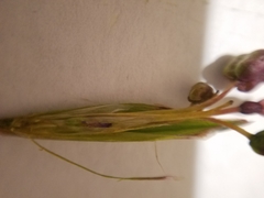 Sisyrinchium idahoense