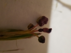 Sisyrinchium idahoense