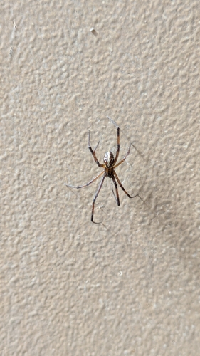 Western Black Widow