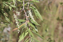 Melaleuca nervosa