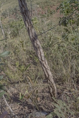 Banisteriopsis latifolia