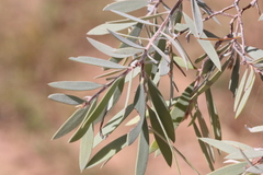 Melaleuca nervosa