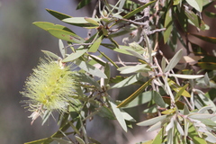 Melaleuca nervosa
