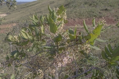 Banisteriopsis latifolia