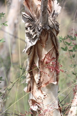 Melaleuca nervosa