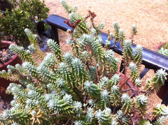 Sedum griseum
