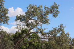 Melaleuca nervosa