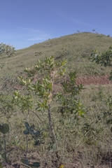 Banisteriopsis latifolia