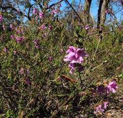 Prostanthera decussata